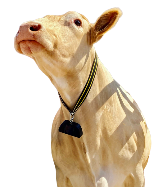 Kráva